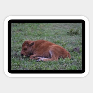 Resting Bison Calf Sticker